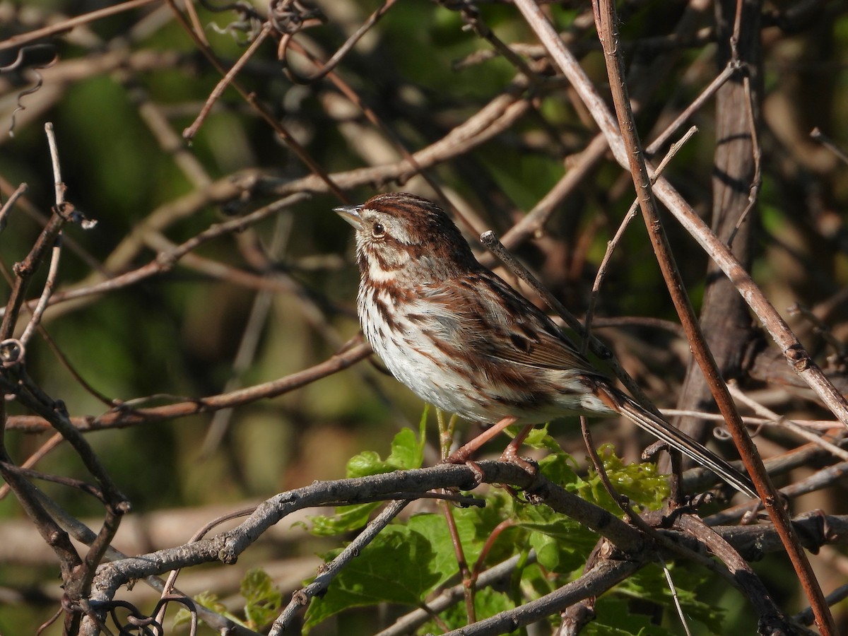 Song Sparrow - ML638504522