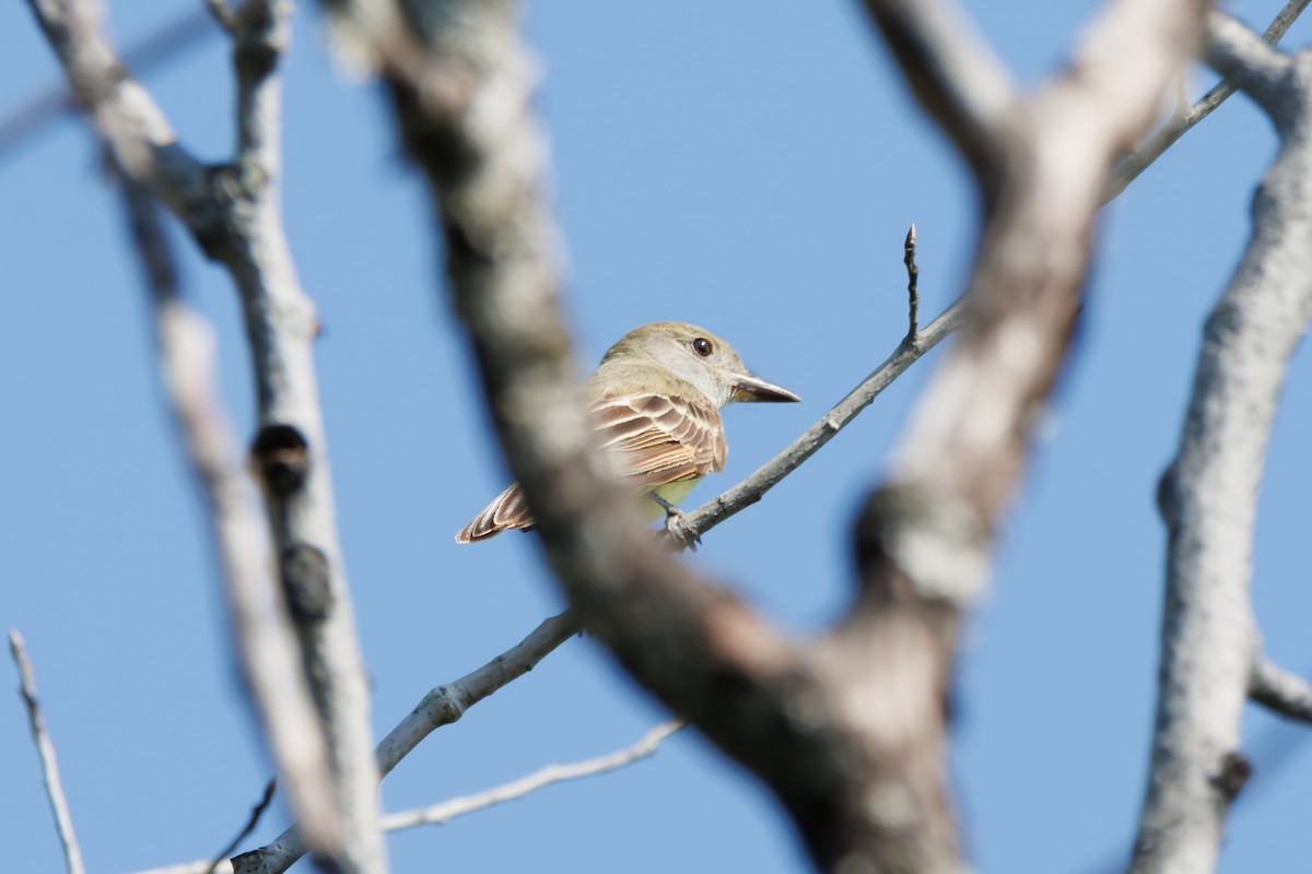 Great Crested Flycatcher - ML638504525