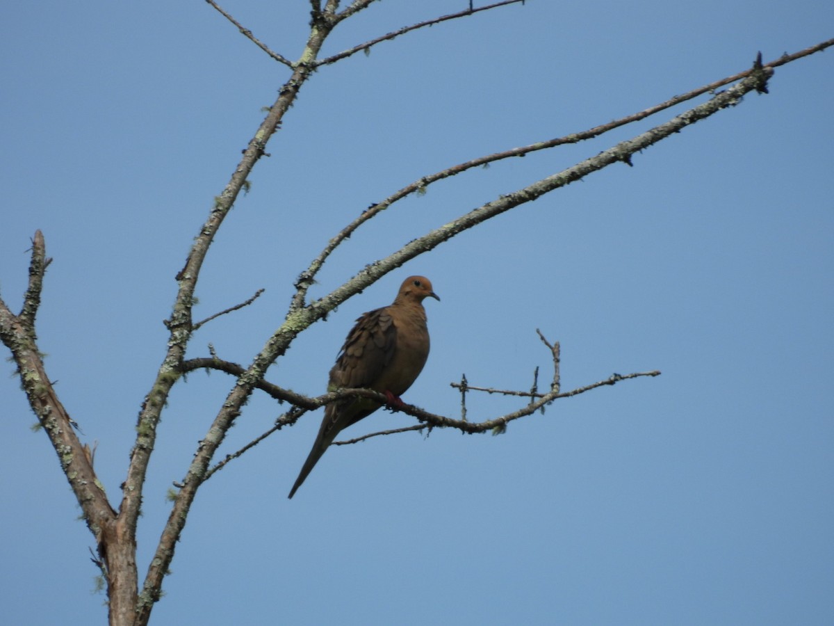 Mourning Dove - ML638504530