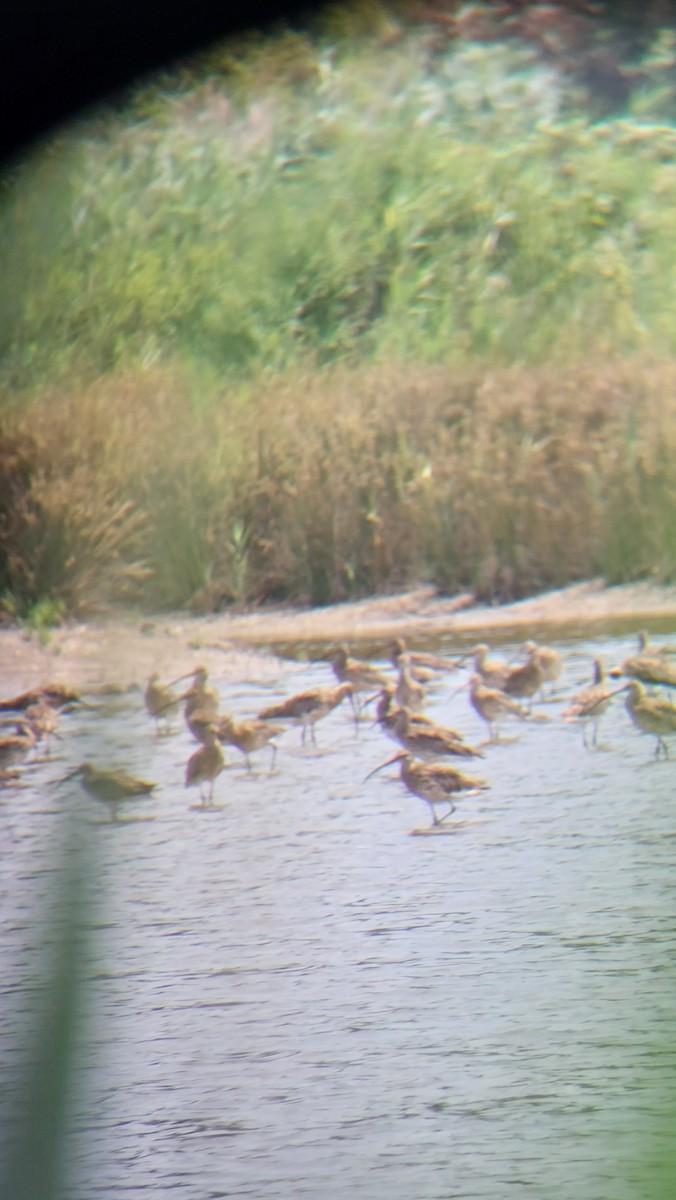 Eurasian Curlew - ML638504544