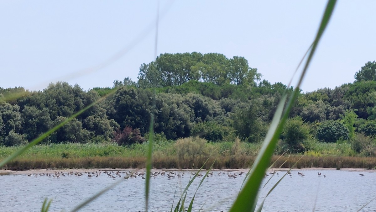Eurasian Curlew - ML638504546