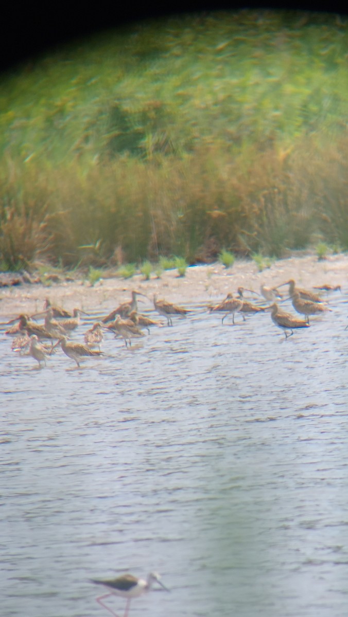 Eurasian Curlew - ML638504548