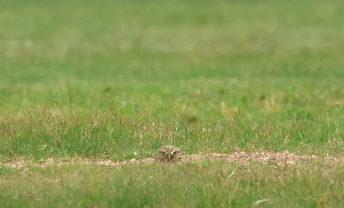 Burrowing Owl - ML638504559