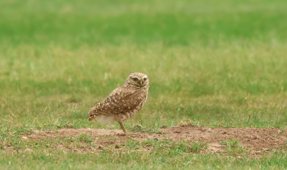 Burrowing Owl - ML638504560