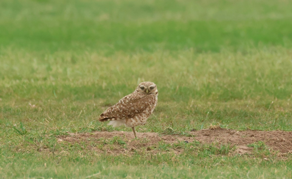 Burrowing Owl - ML638504562