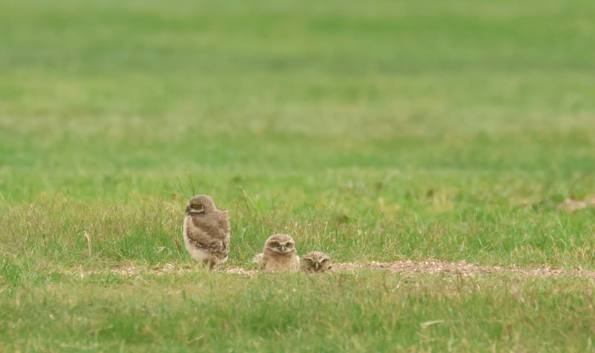 Burrowing Owl - ML638504563