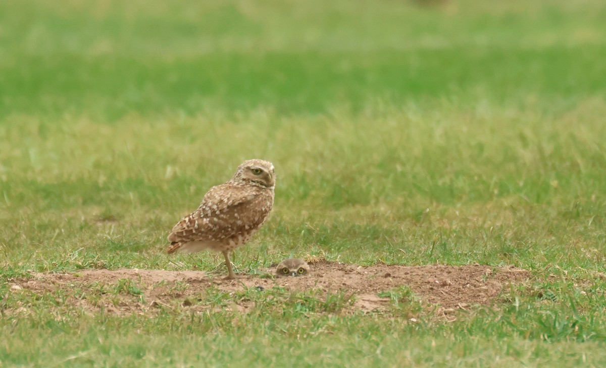 Burrowing Owl - ML638504565