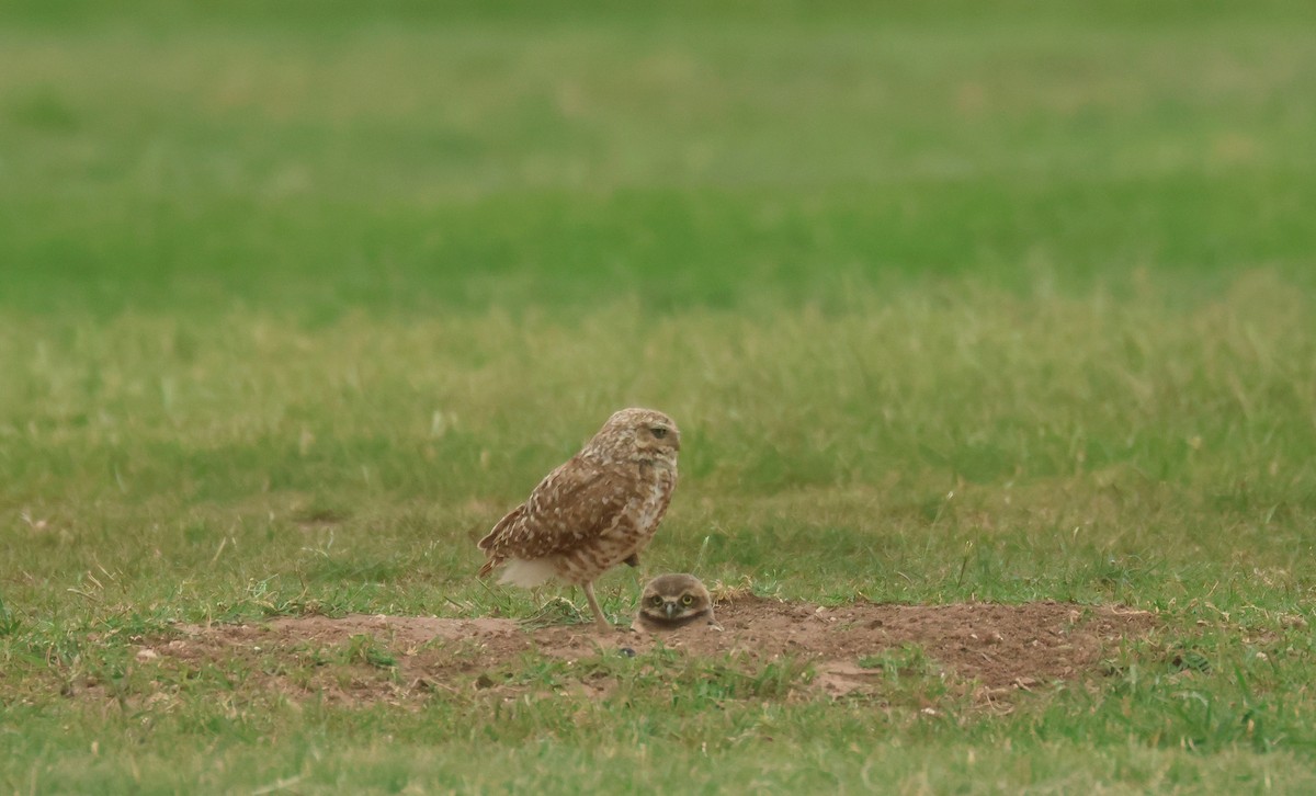 Burrowing Owl - ML638504566