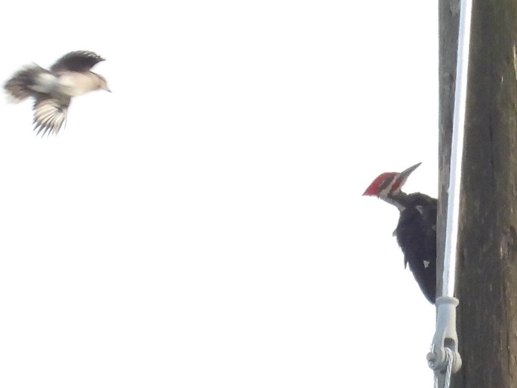 Pileated Woodpecker - ML638504567