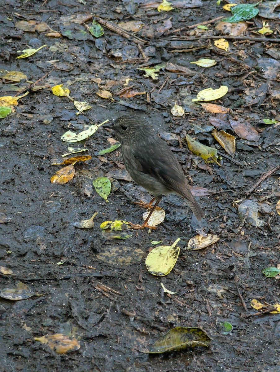 North Island Robin - ML638504578