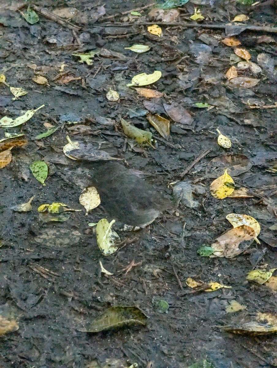 North Island Robin - ML638504580