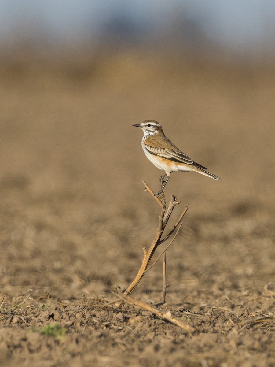 Rusty-backed Monjita - ML638504584