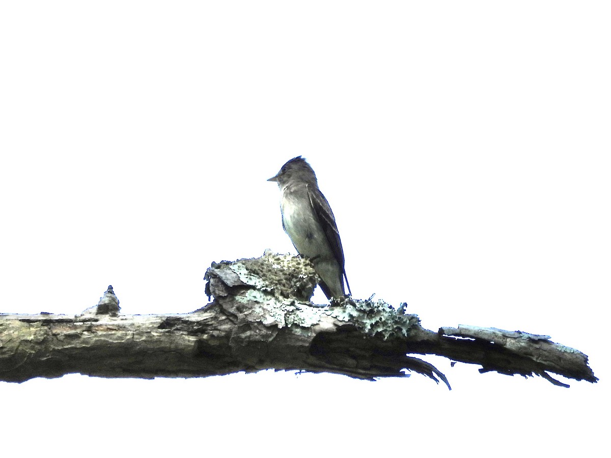 Eastern Wood-Pewee - ML638504592