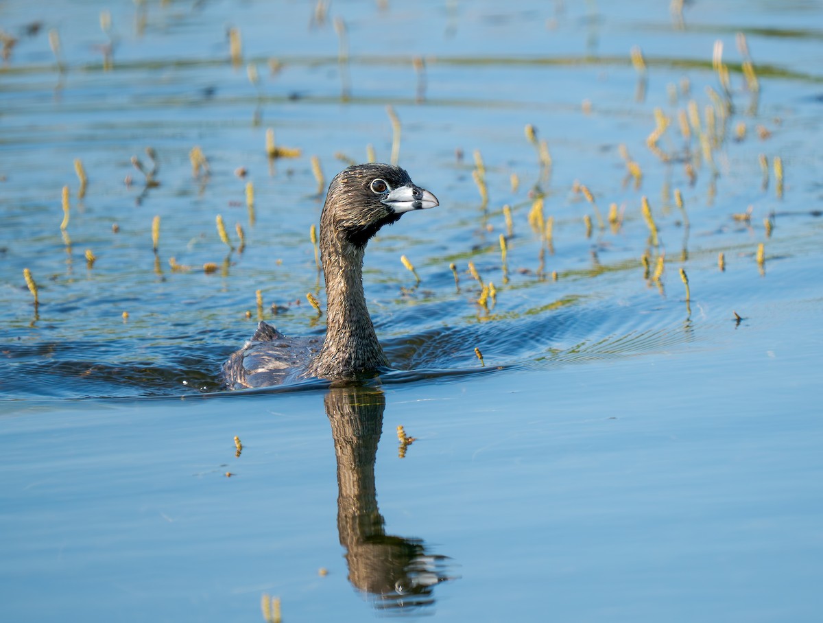 Grèbe à bec bigarré - ML638504595
