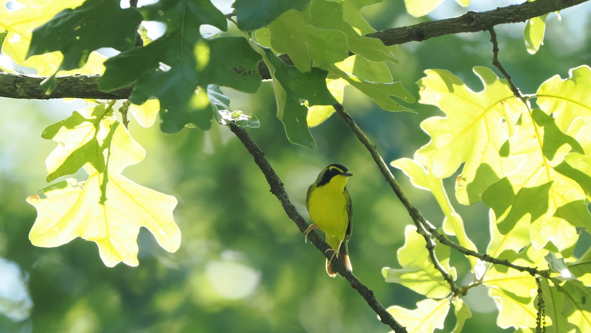 Kentucky Warbler - ML638504598