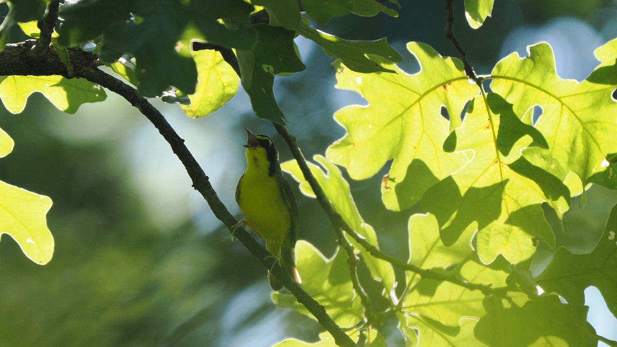 Kentucky Warbler - ML638504599
