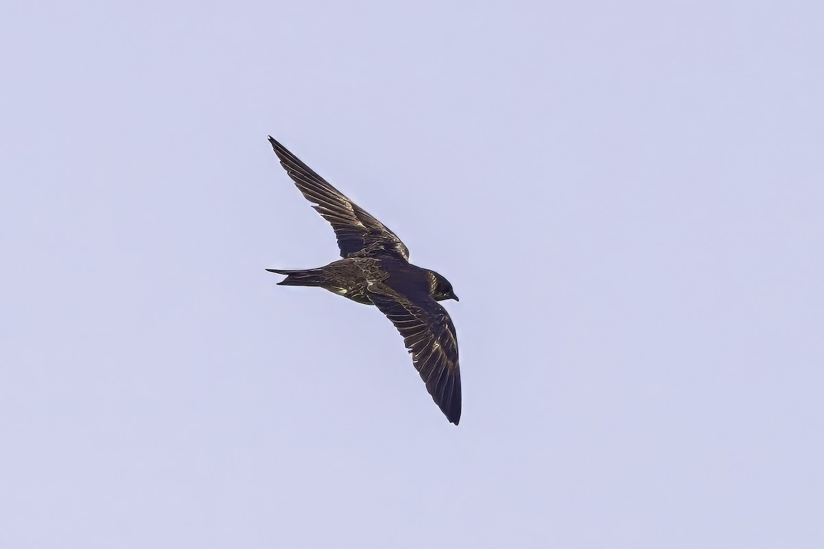 Purple Martin - ML638504612