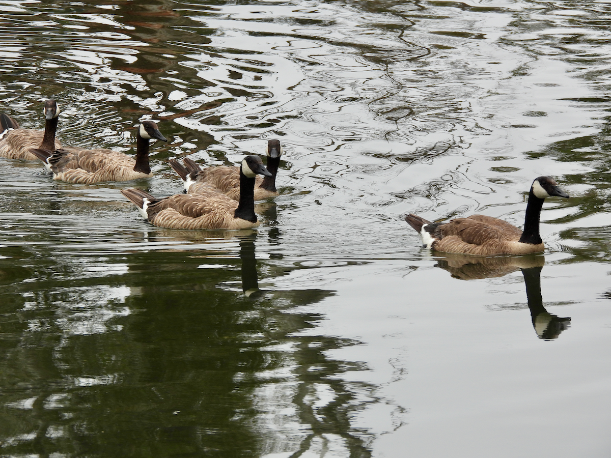 Canada Goose - ML638504613