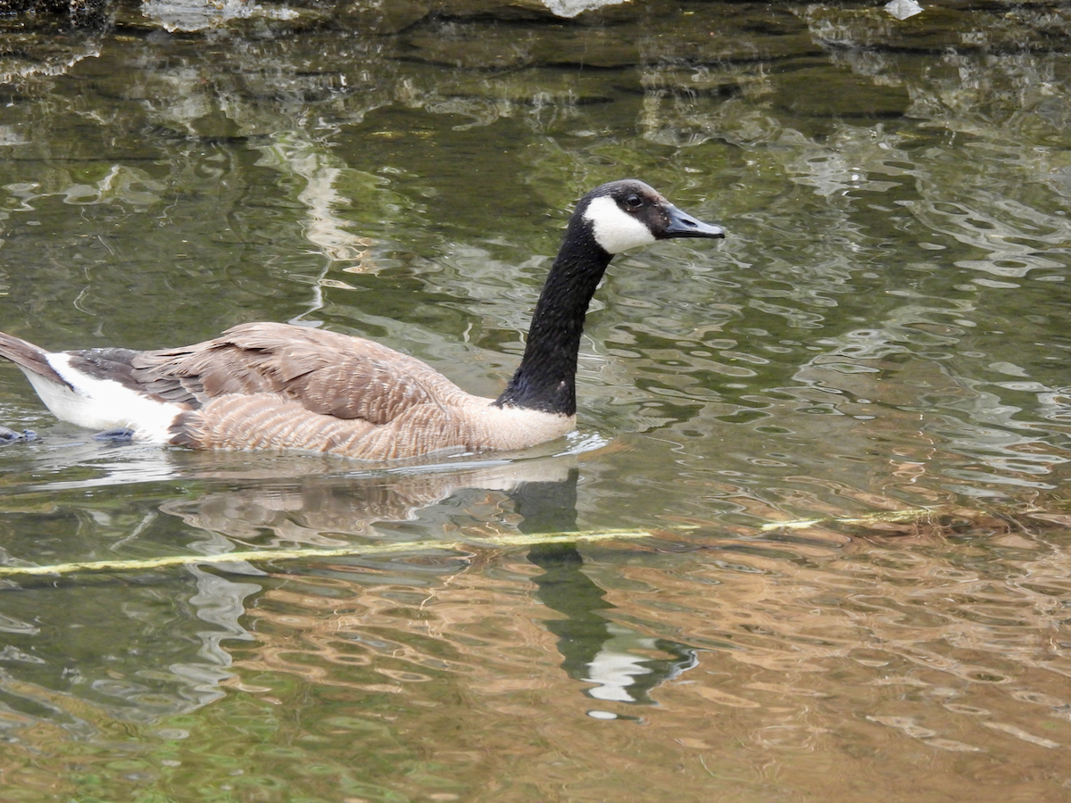 Canada Goose - ML638504615
