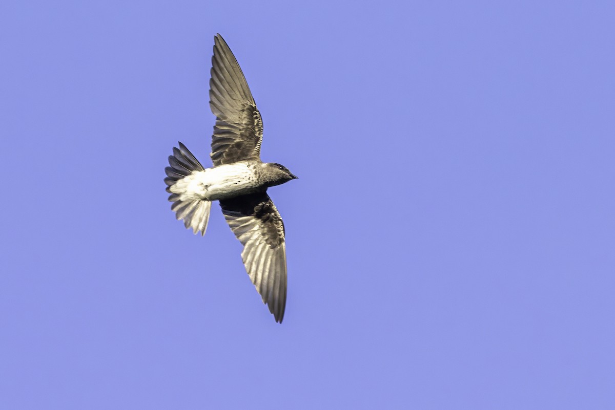 Purple Martin - ML638504616