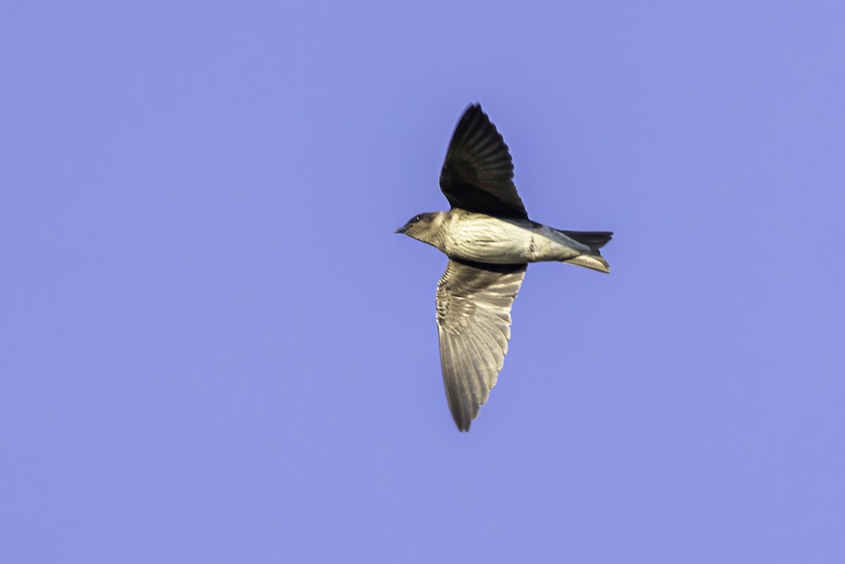 Purple Martin - ML638504617
