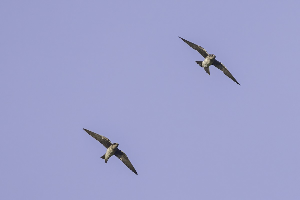 Purple Martin - ML638504624
