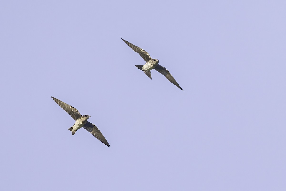 Purple Martin - ML638504628