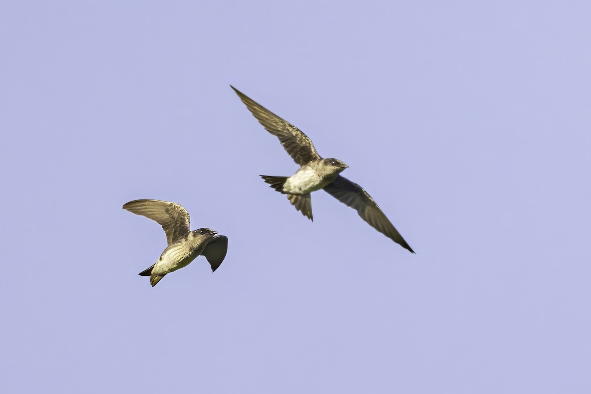 Purple Martin - ML638504630