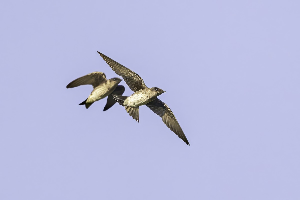 Purple Martin - ML638504631
