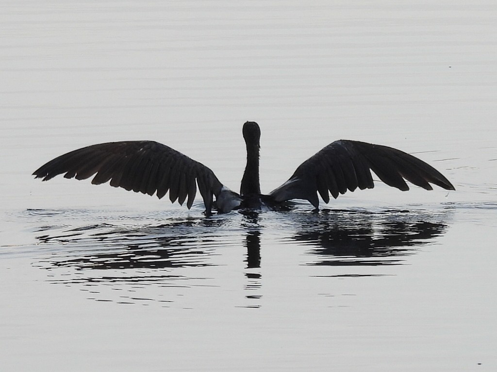 Double-crested Cormorant - ML638504632