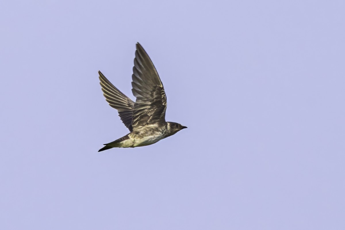 Purple Martin - ML638504633