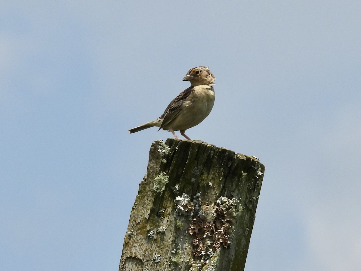 Grasshopper Sparrow - ML638504646