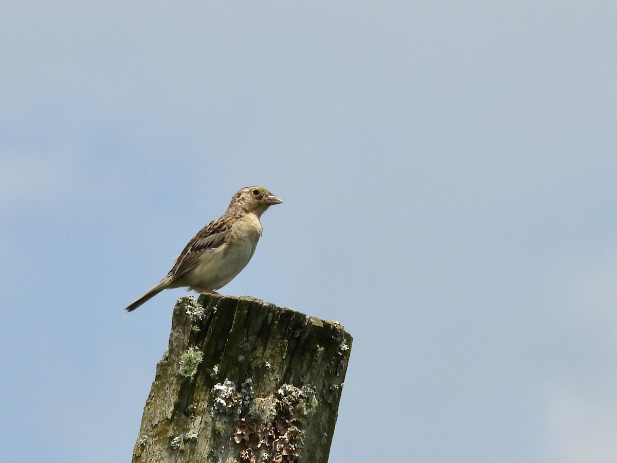 Grasshopper Sparrow - ML638504647