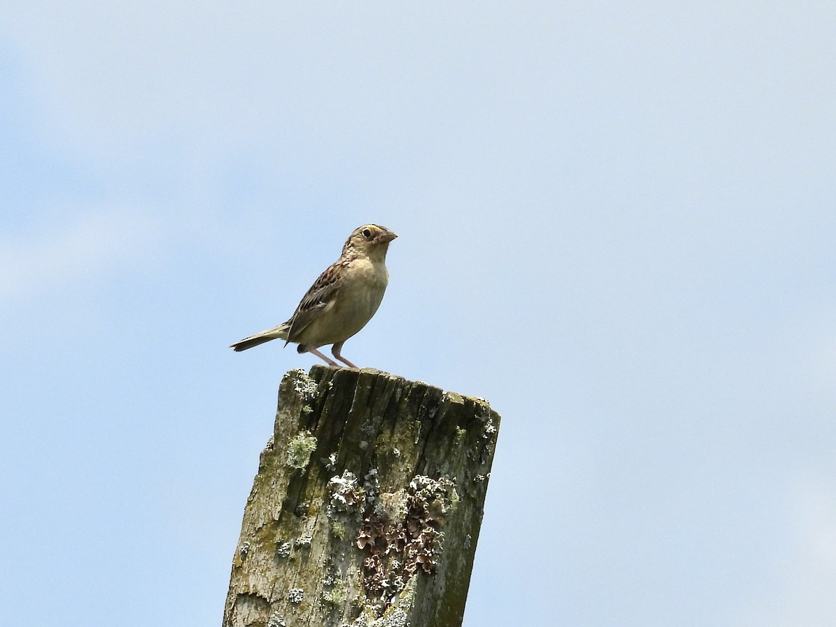 Grasshopper Sparrow - ML638504648