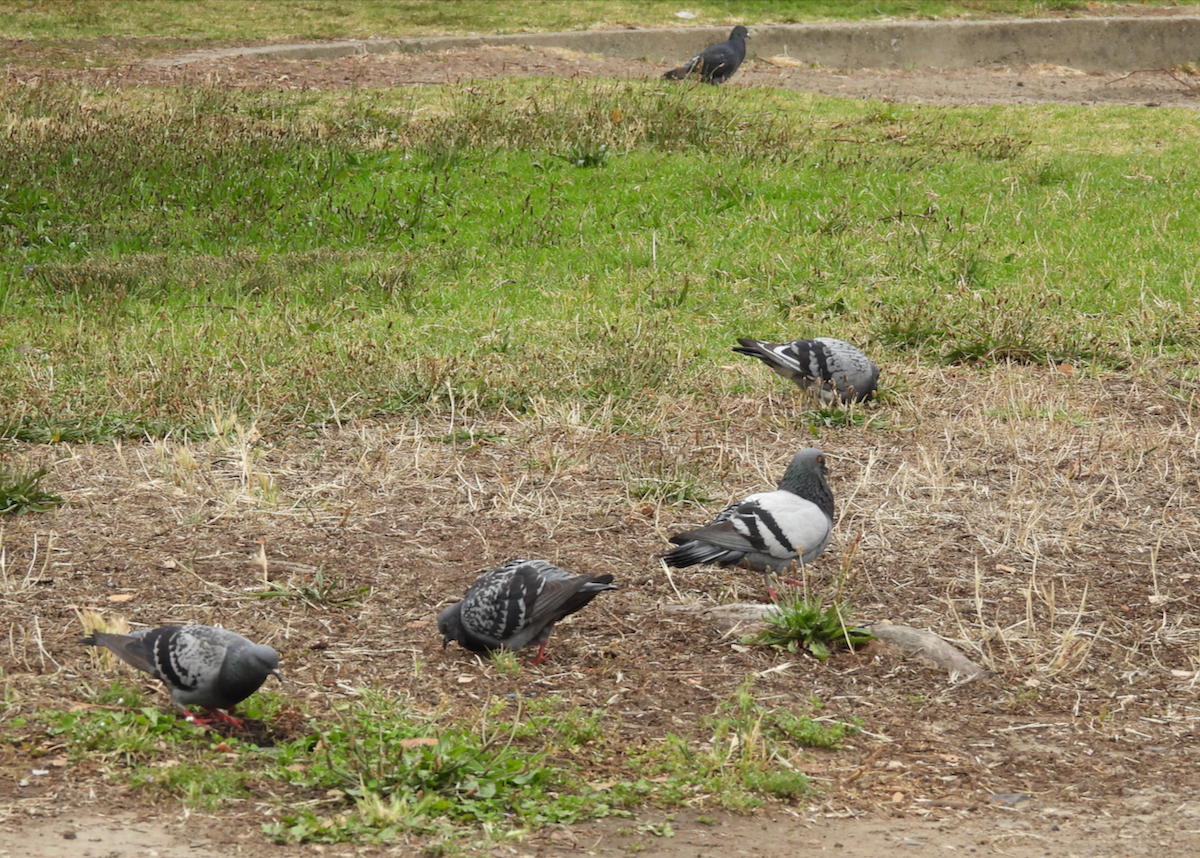 Rock Pigeon (Feral Pigeon) - ML638504652