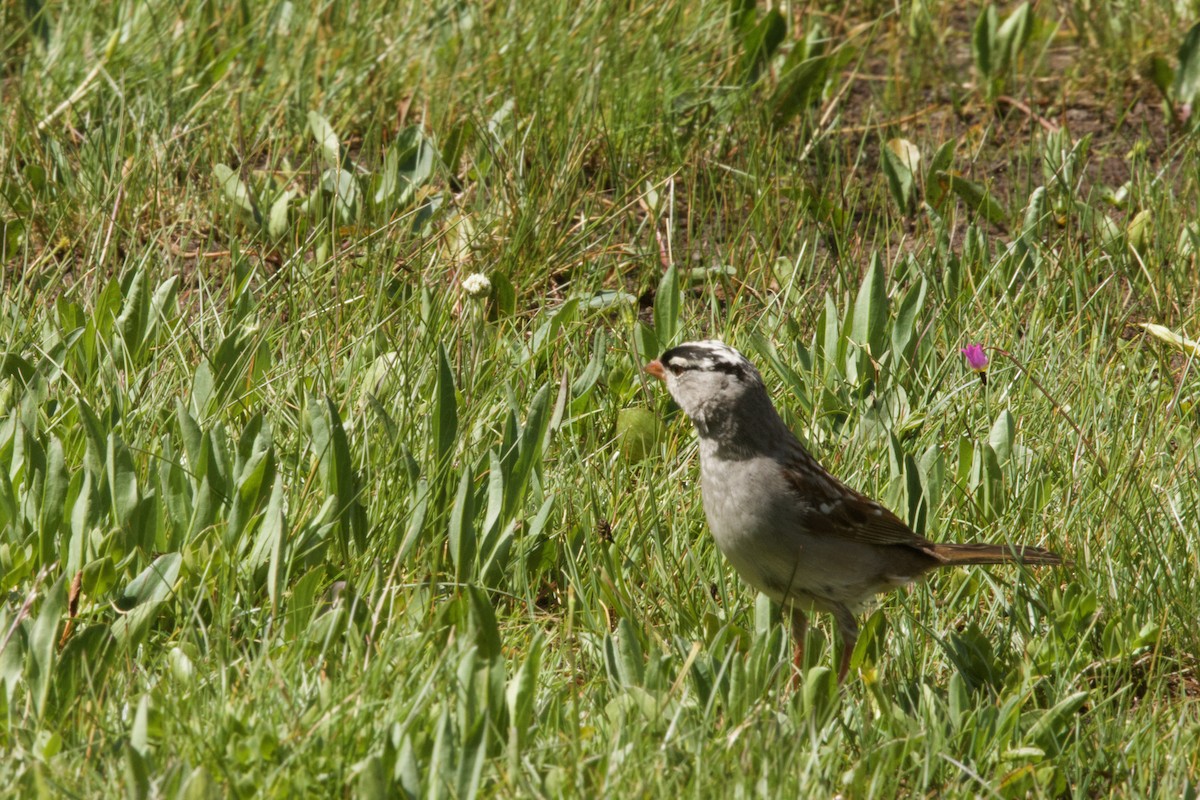 White-crowned Sparrow (oriantha) - ML638504678