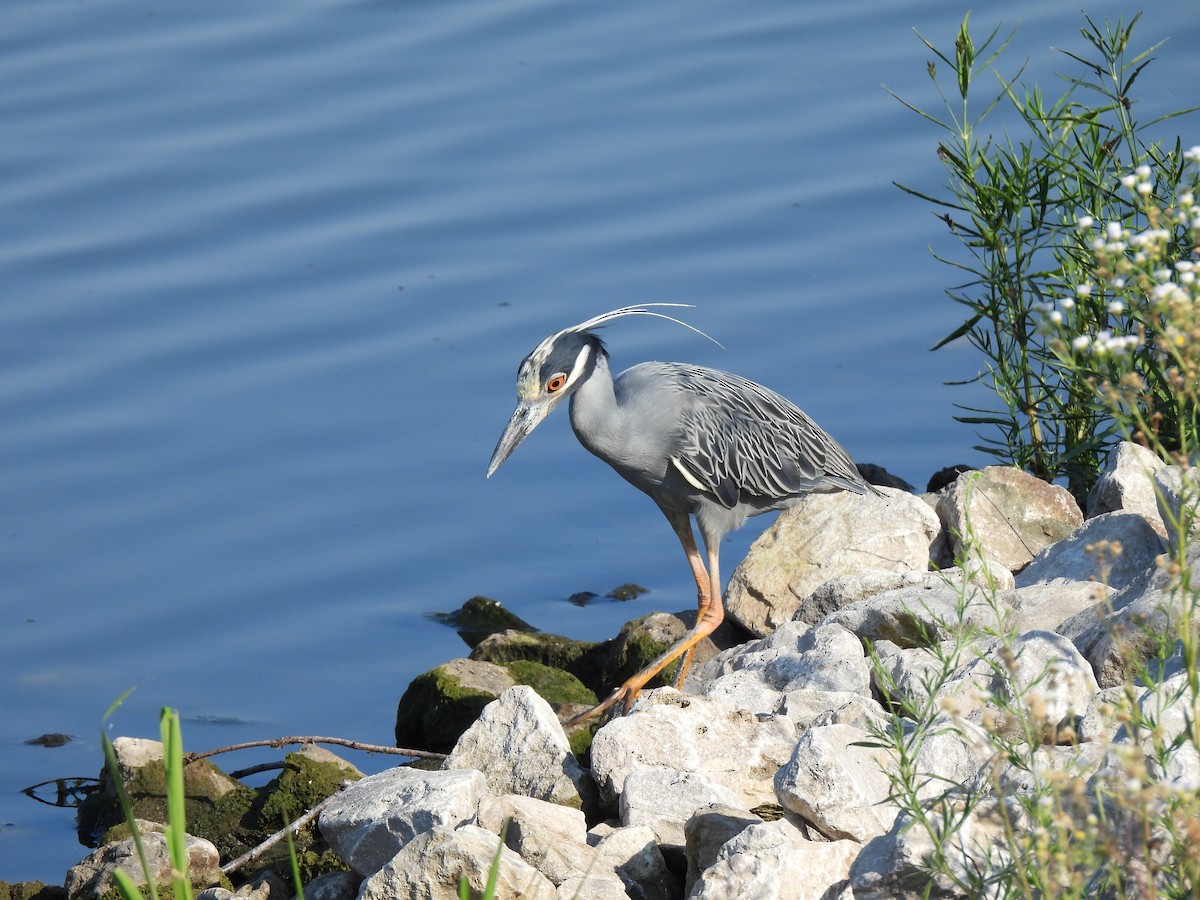 Krabbenreiher - ML638504686