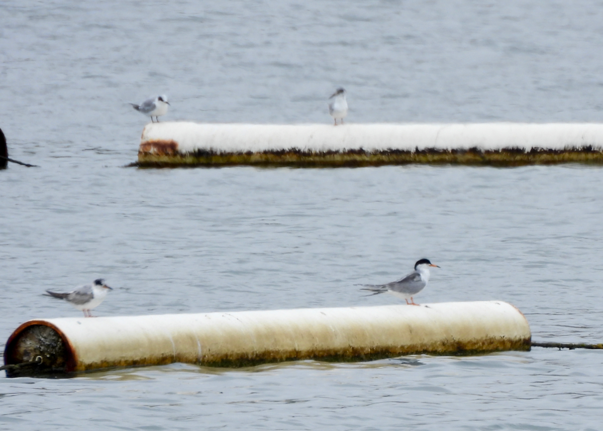 Forster's Tern - ML638504687