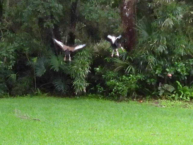 Black-bellied Whistling-Duck - ML638504707