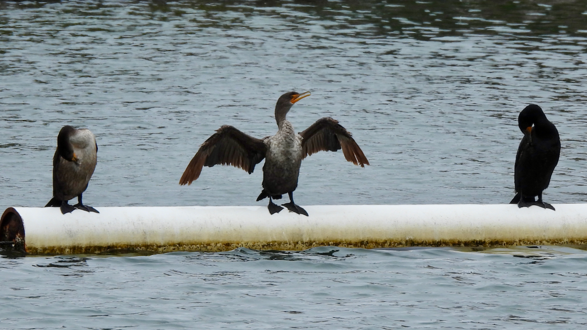 Double-crested Cormorant - ML638504719