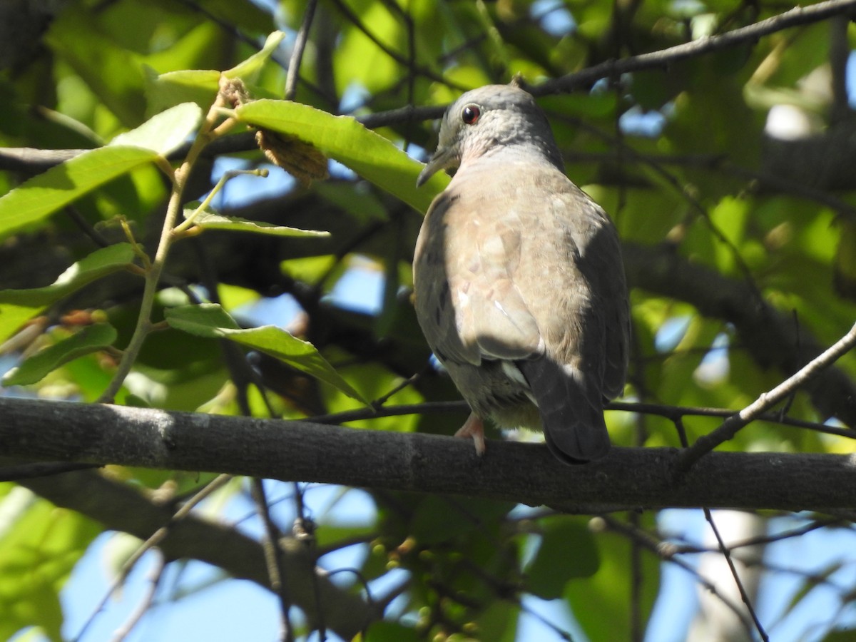 Plain-breasted Ground Dove - ML638504741