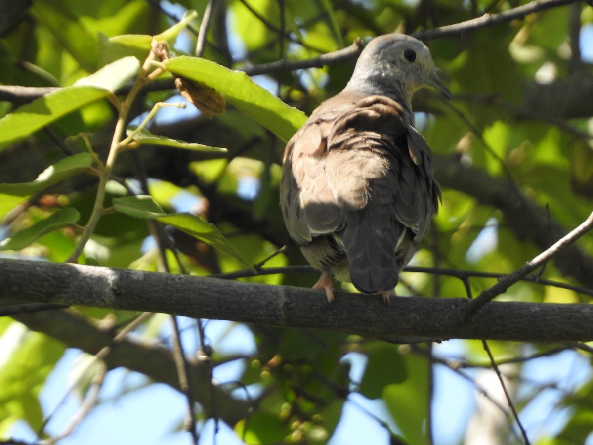 Plain-breasted Ground Dove - ML638504742