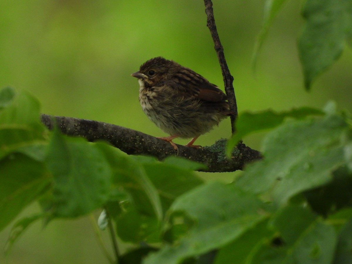 Song Sparrow - ML638504750