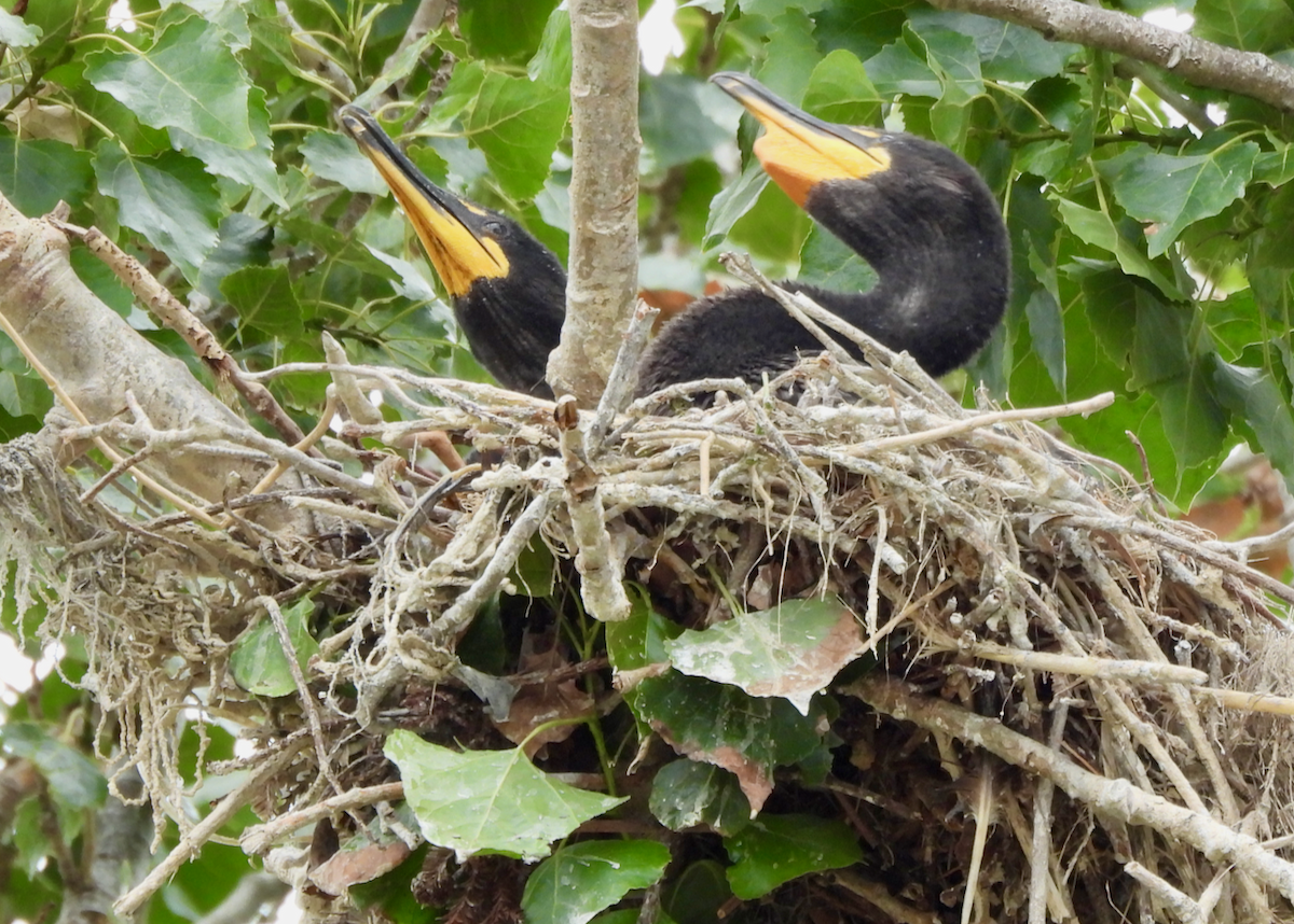 Double-crested Cormorant - ML638504751