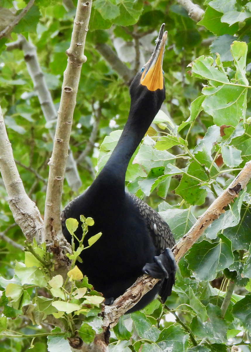 Double-crested Cormorant - ML638504752