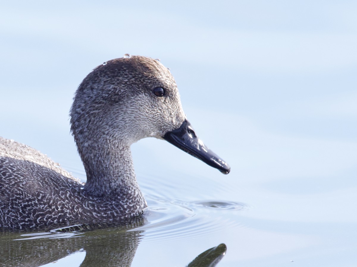 Gadwall - ML638504764