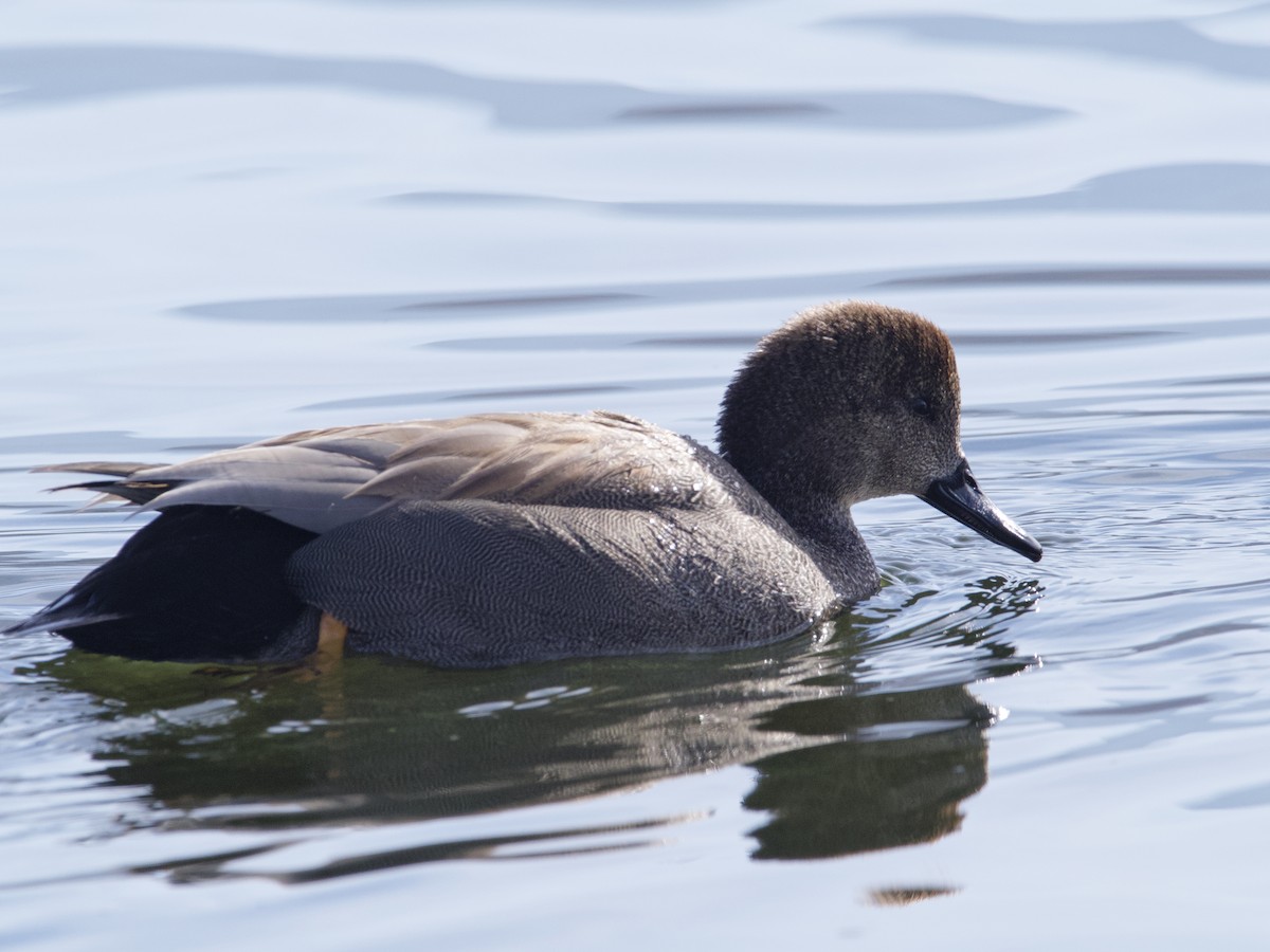 Gadwall - ML638504765