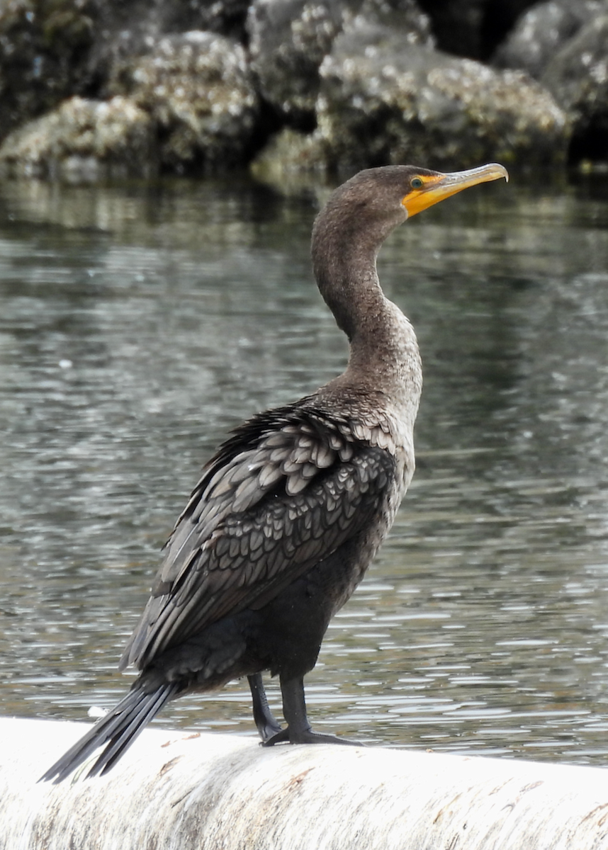Double-crested Cormorant - ML638504769