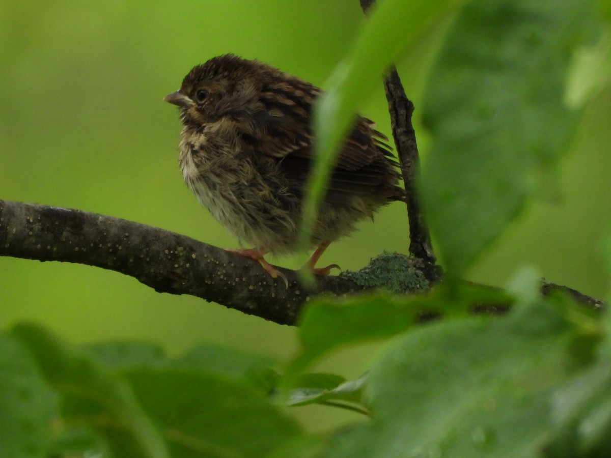 Song Sparrow - ML638504771