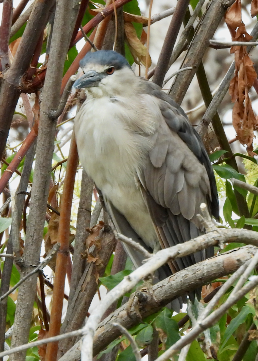 Black-crowned Night Heron - ML638504794